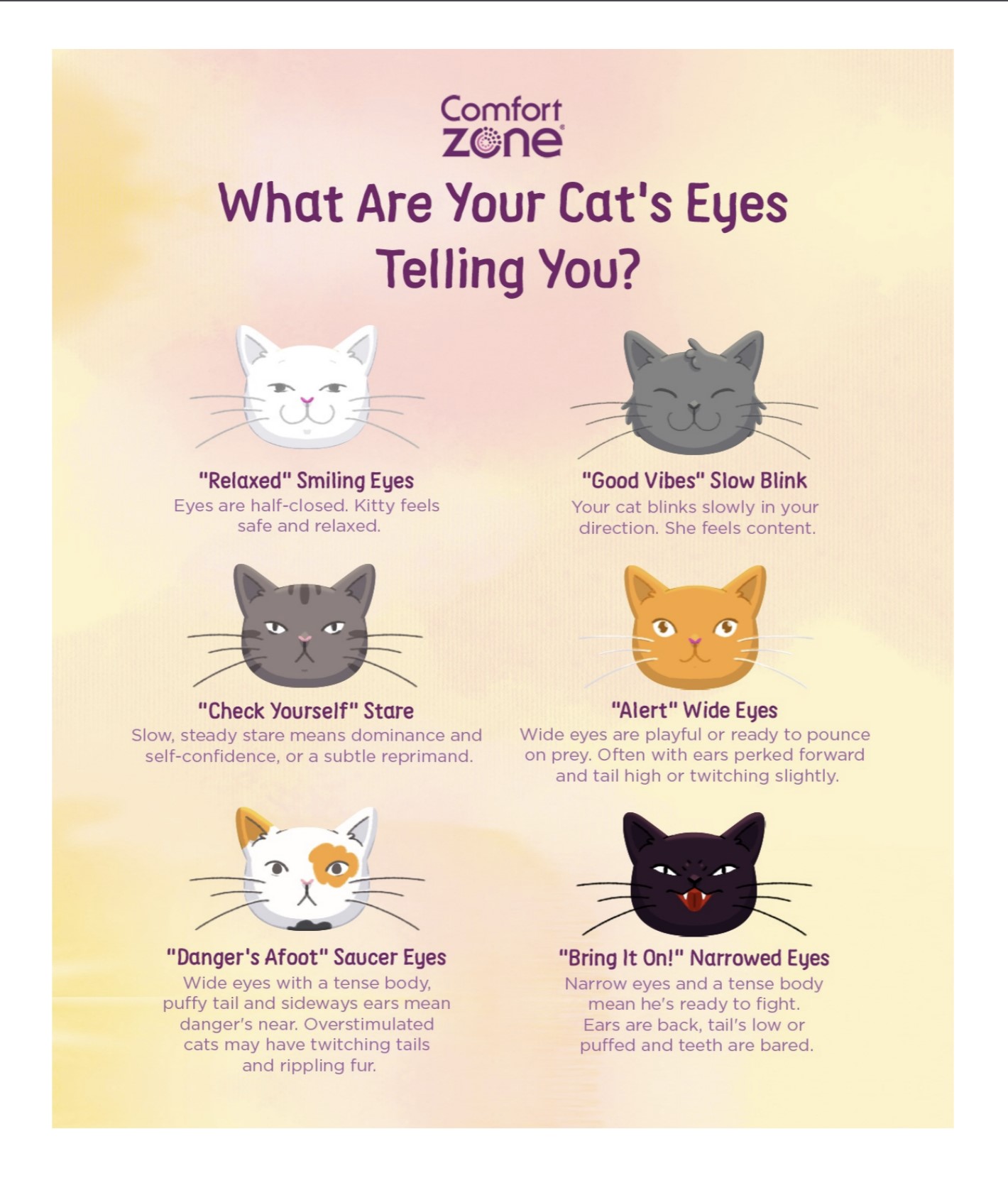 Cat Eye Meaning: Reading your Cat's Eyes