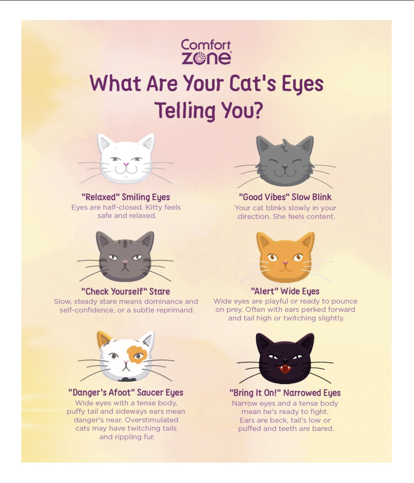 Cat Eye Meaning Reading Your Cat s Eyes Comfort Zone