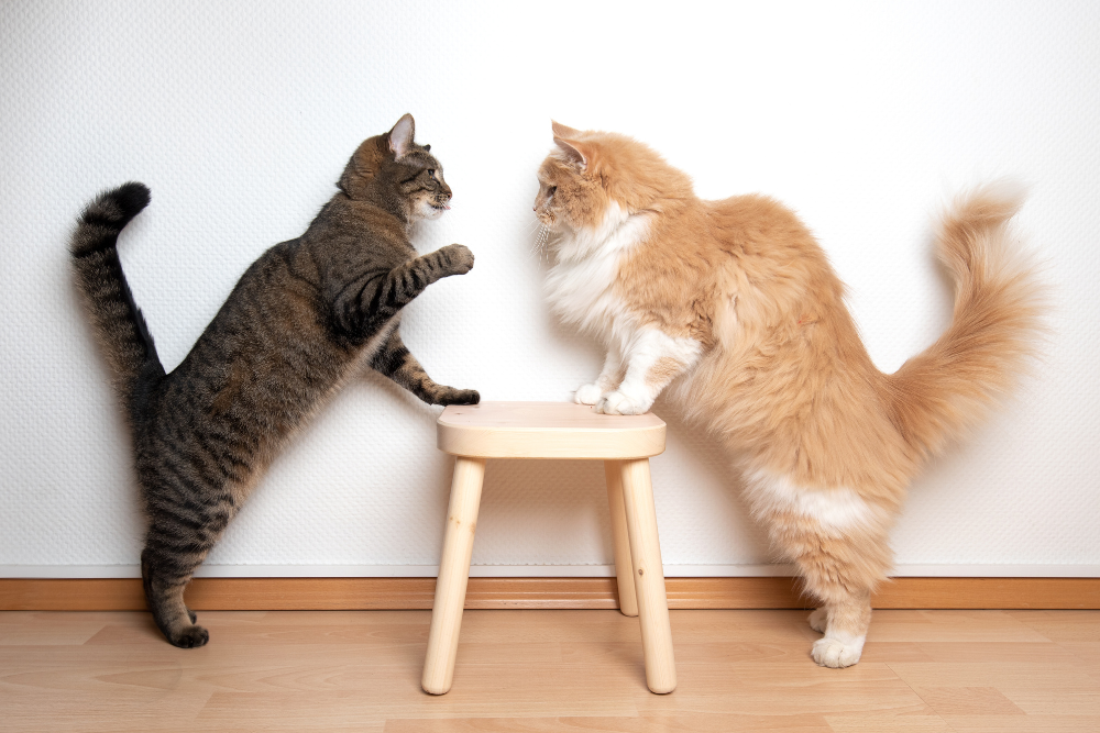 5 Reasons Why Cats Hiss & How To Stop The Behavior