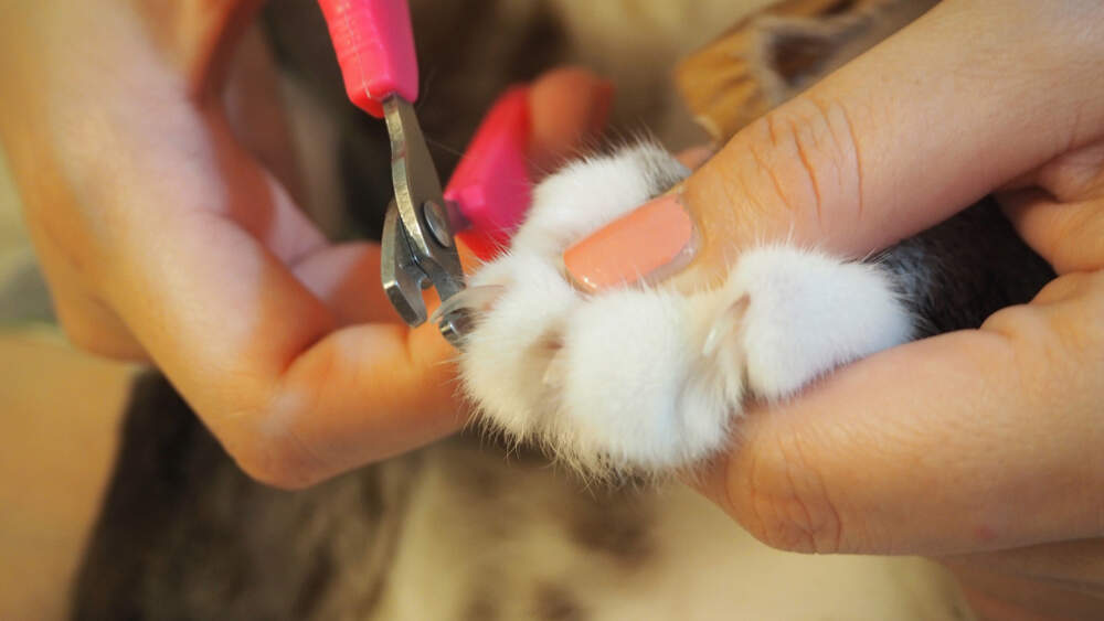 https://www.comfortzone.com/-/media/Project/OneWeb/ComfortZone/Images/Blog/how-do-I-clip-my-cats-nails.jpg