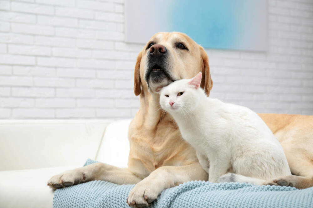 Introducing Dogs to Cats - American Humane - American Humane