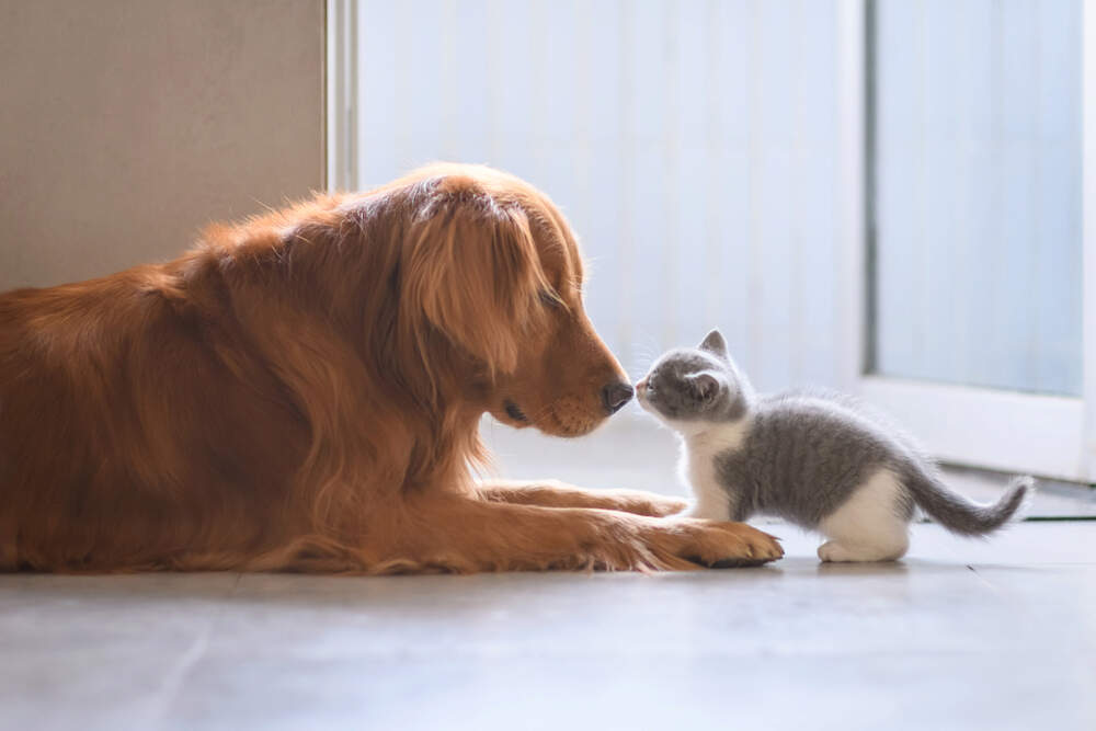 The Right Way to Introduce a Dog and Cat
