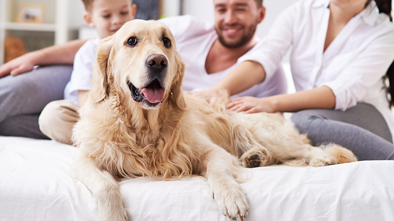 dad mom and young son petting golden retrieve laying on bed
