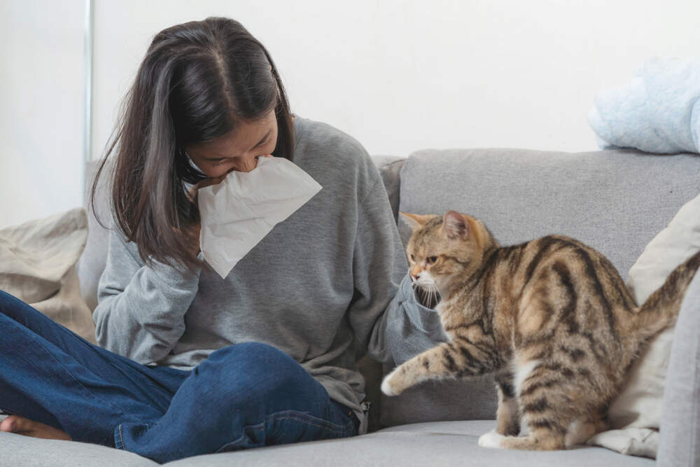 Can You Develop An Allergy To Cats Comfort Zone