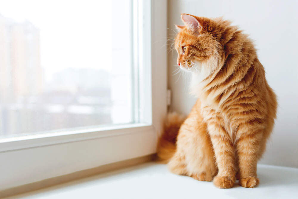 Your cat will be okay when he's home alone while you're at work, if you help prepare him.