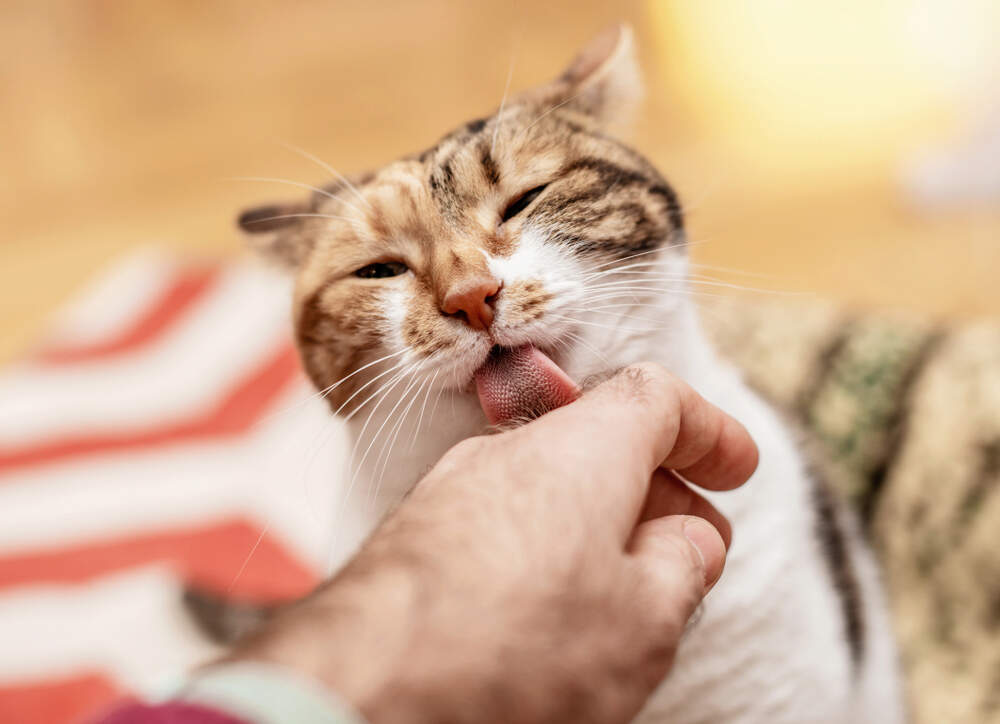 Cats may lick you because they're cleaning you, but also because they love you and consider you part of their family.