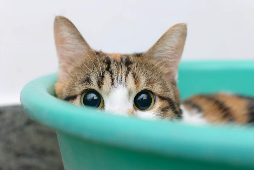 Gaining a cat's trust takes time and patience.