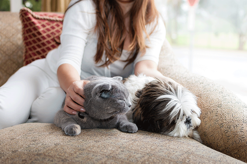 red haired woman wearing white sitting on couch petting gray cat and brown and white dog