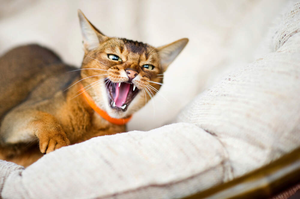 Why Does Your Cat Hiss? — The Reasons Behind This Cat Noise