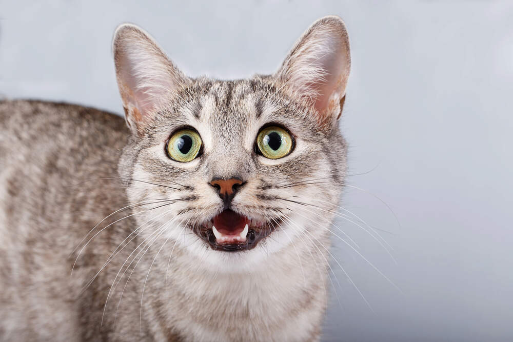 7 Reasons Your Cat May Be Meowing Constantly - Petful